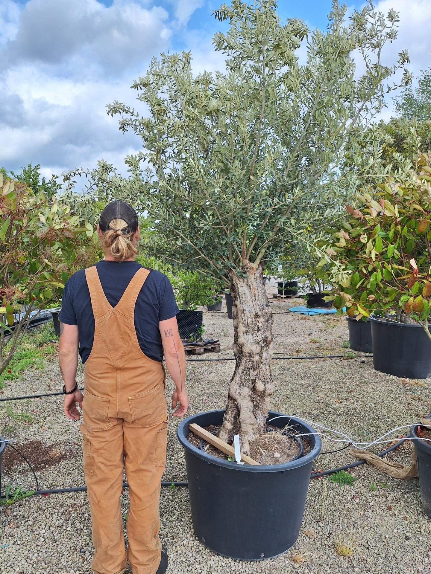 Olea eur.David 60/+
