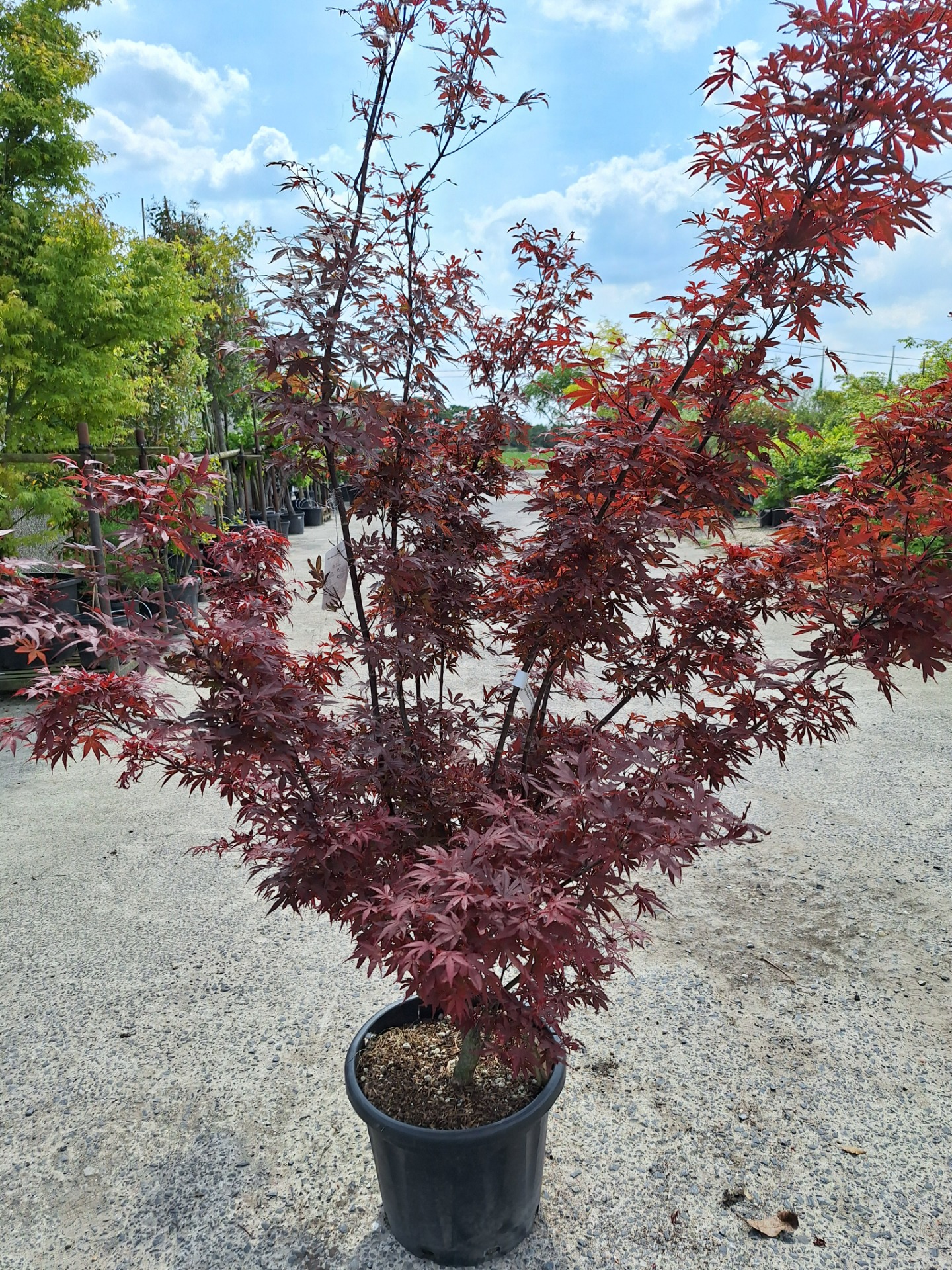 200/250cm