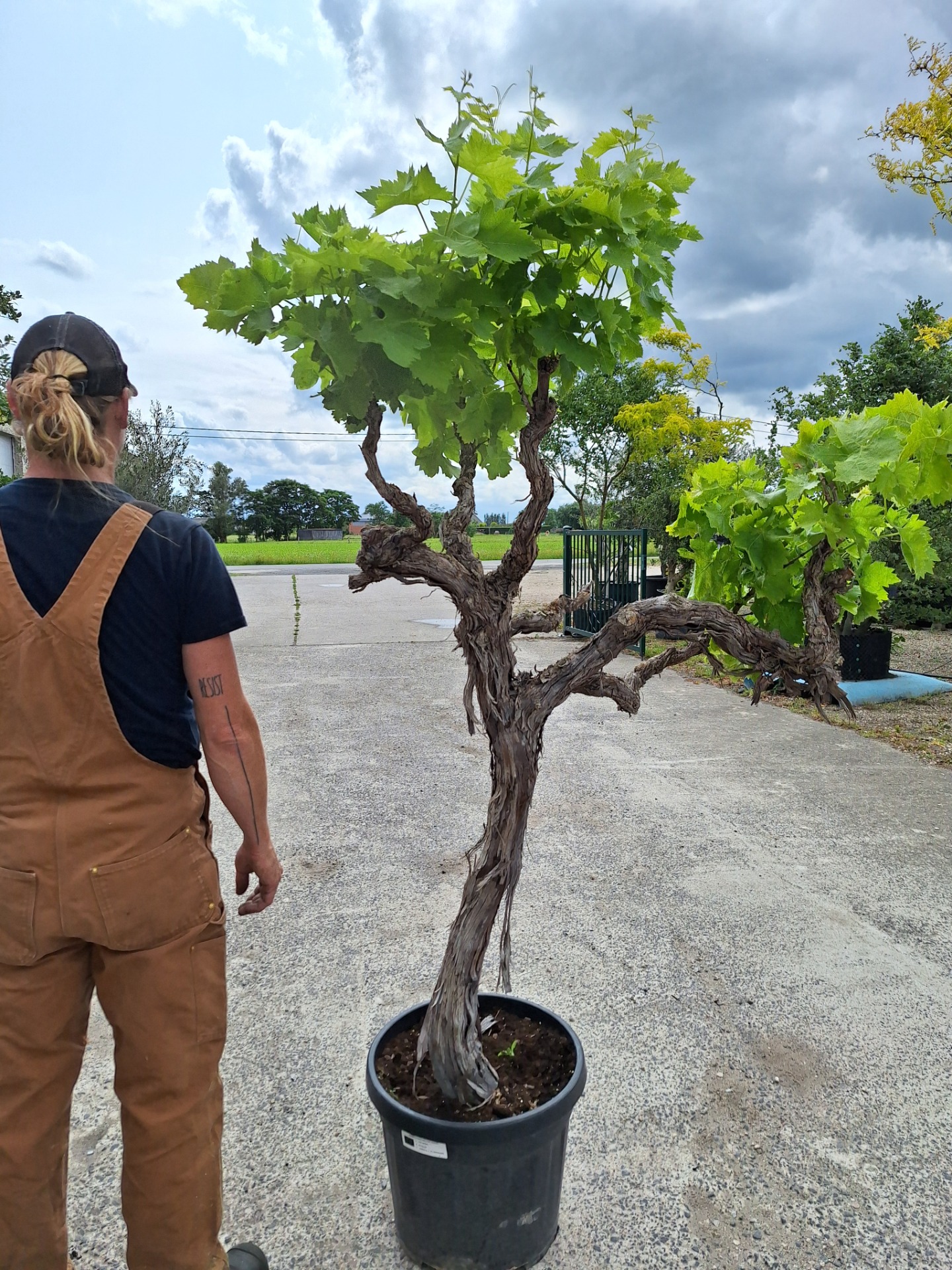 Vitis vinifera Media 